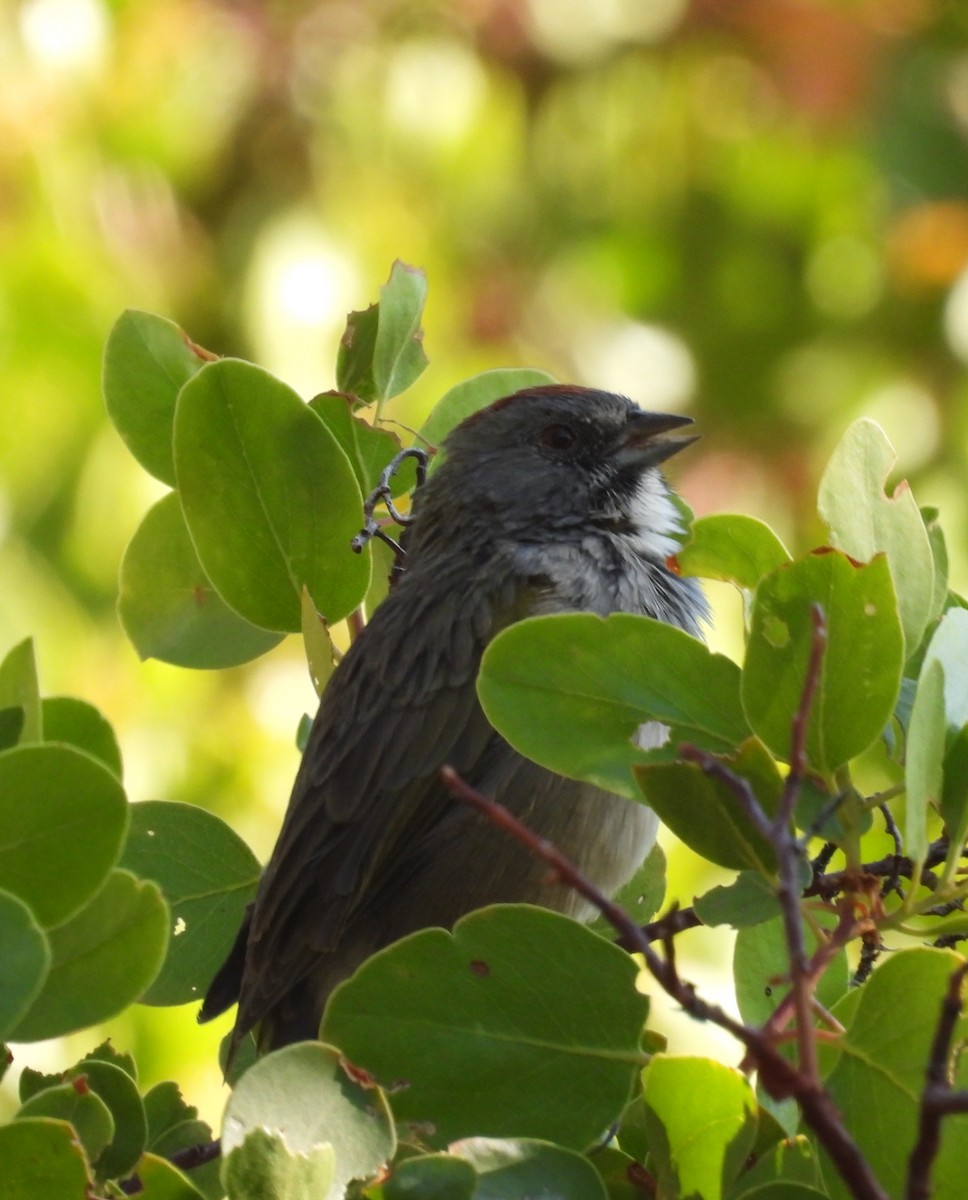 Green-tailed Towhee - ML640399984