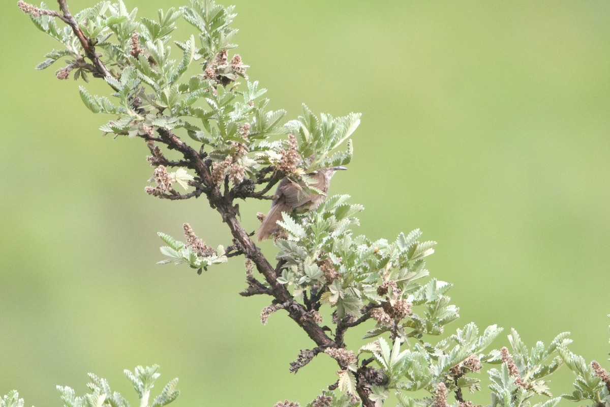 Barratt's Warbler - ML640399988