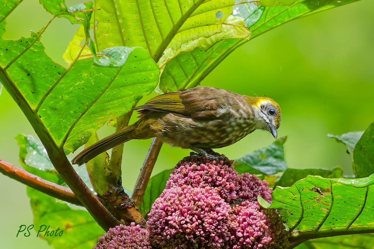 Spot-necked Bulbul - ML640399990