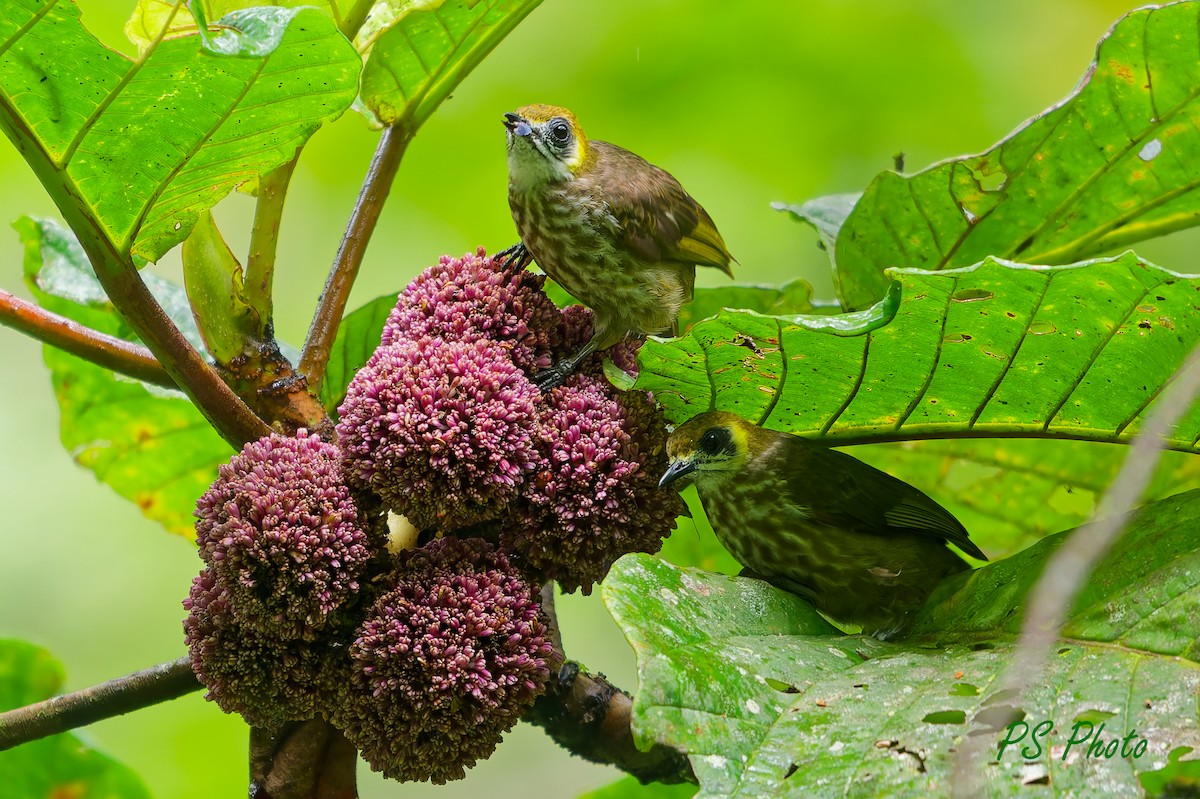 Spot-necked Bulbul - ML640399991