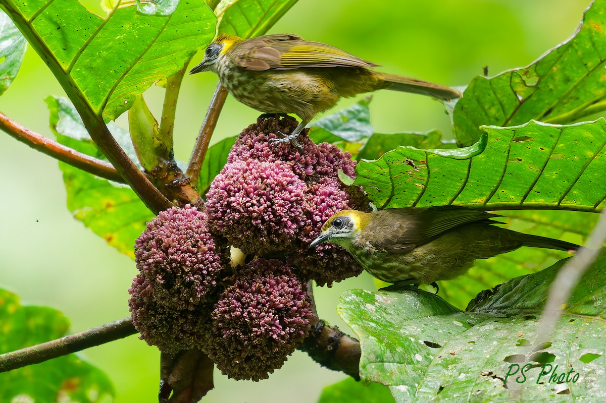 Spot-necked Bulbul - ML640399992