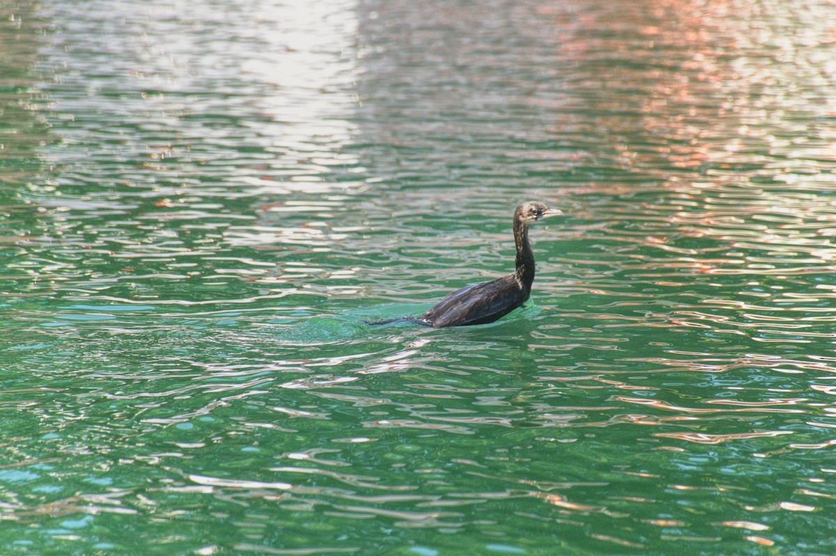 Little Cormorant - ML640399993