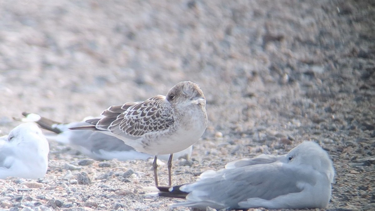 Mediterranean Gull - ML640399994