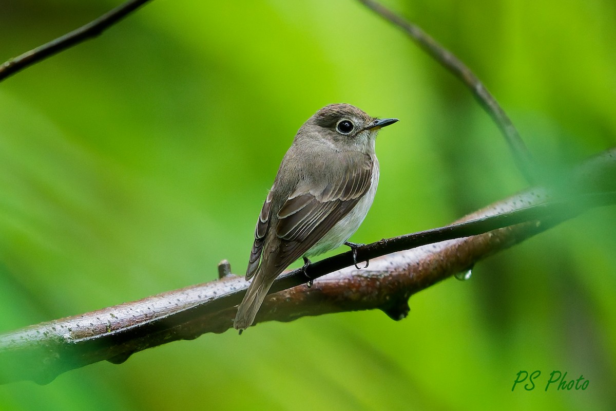 Asian Brown Flycatcher - ML640399998