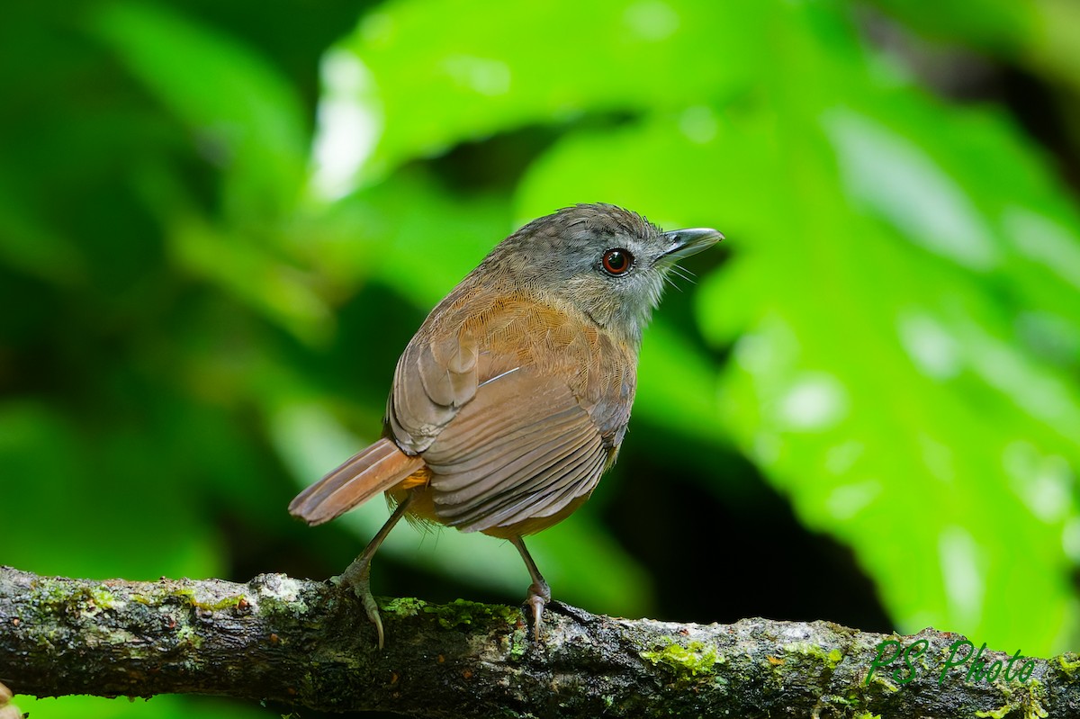 Horsfield's Babbler - ML640400007