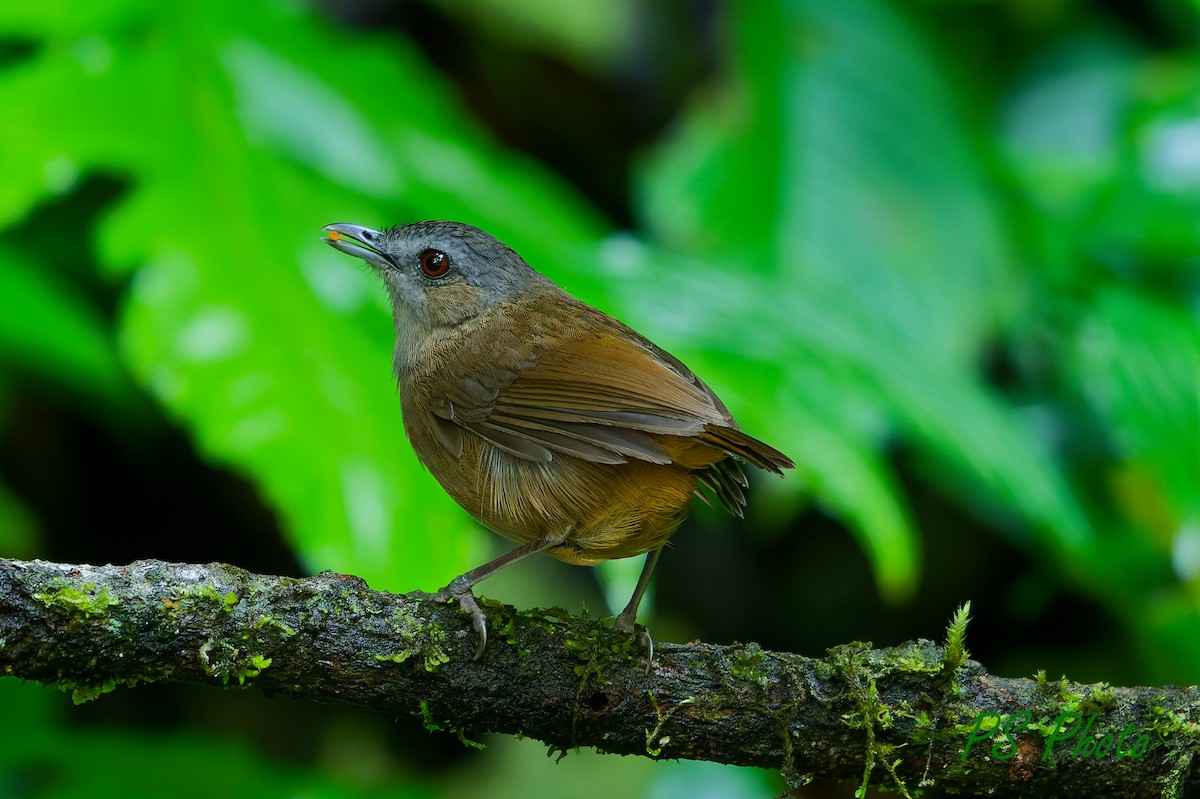 Horsfield's Babbler - ML640400008