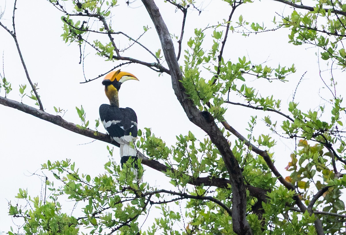 Great Hornbill - ML640400011