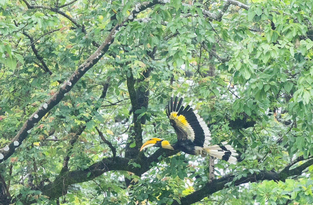 Great Hornbill - ML640400013