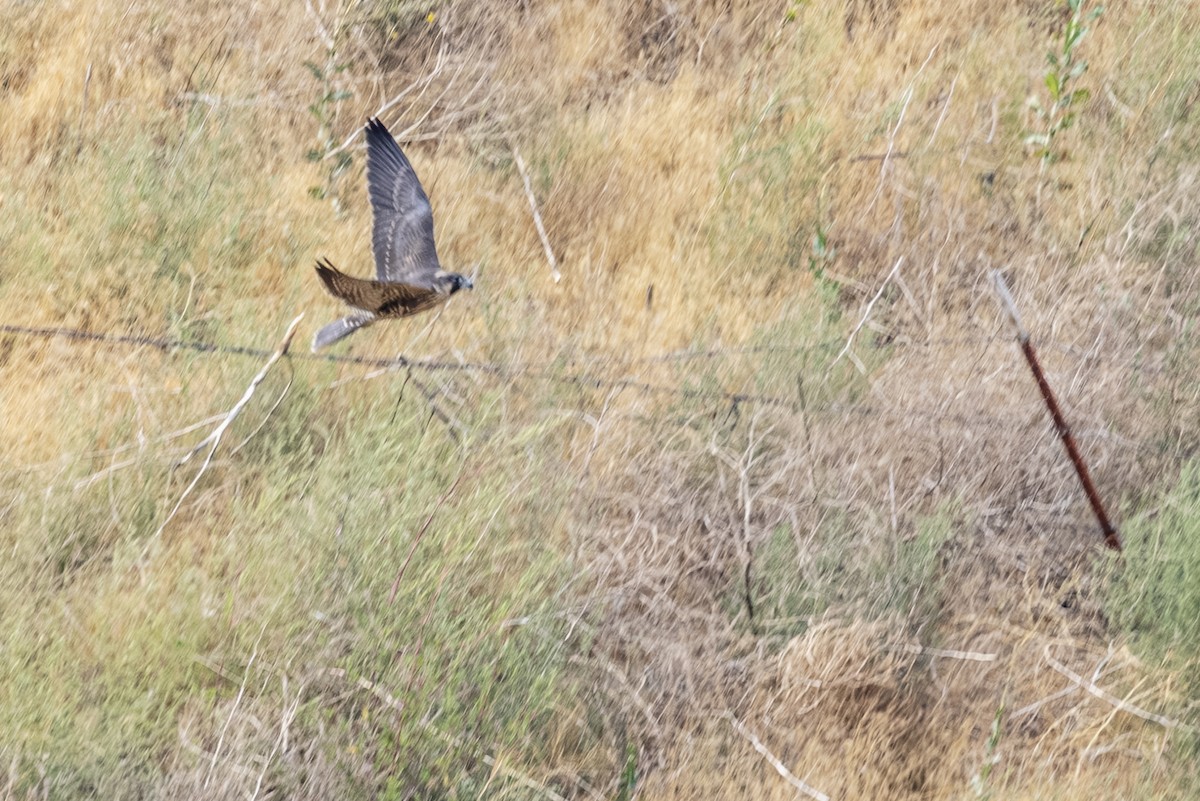 Peregrine Falcon - ML640400015