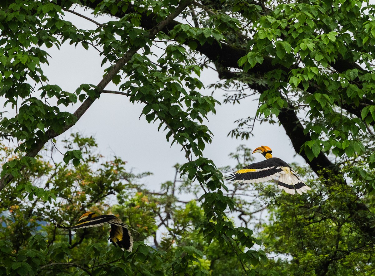 Great Hornbill - ML640400016