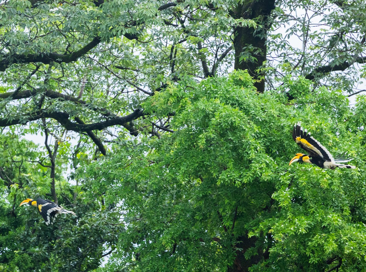 Great Hornbill - ML640400018