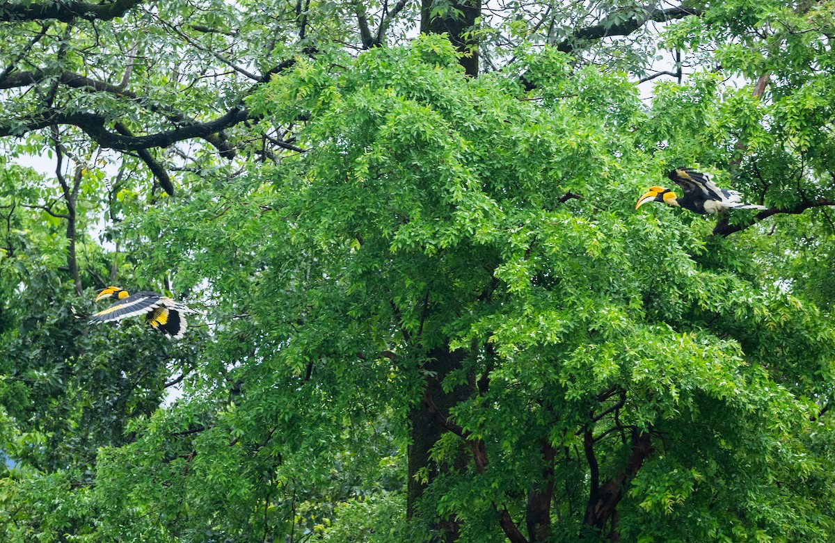 Great Hornbill - ML640400019