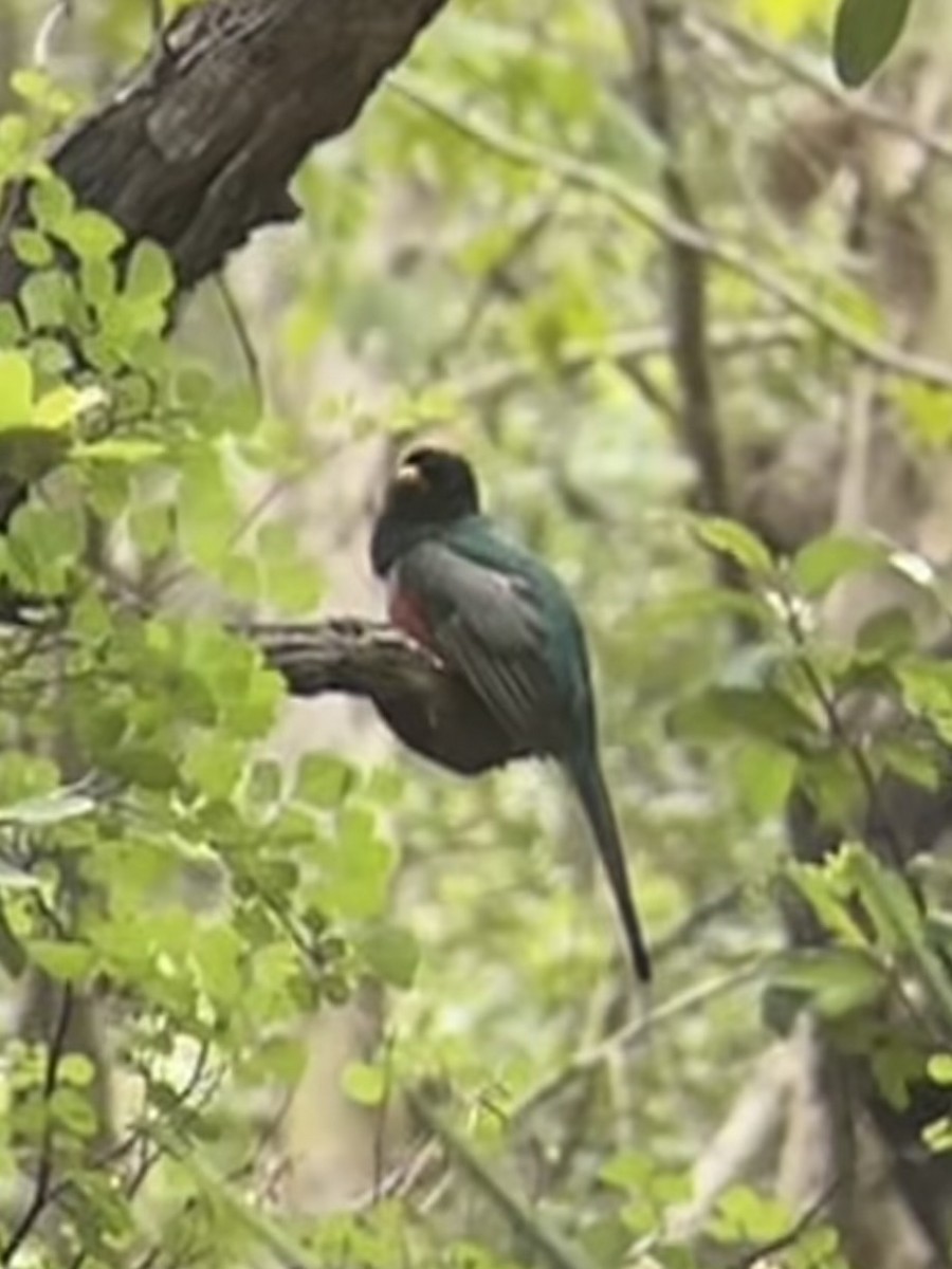 Elegant Trogon (Coppery-tailed) - ML640400034