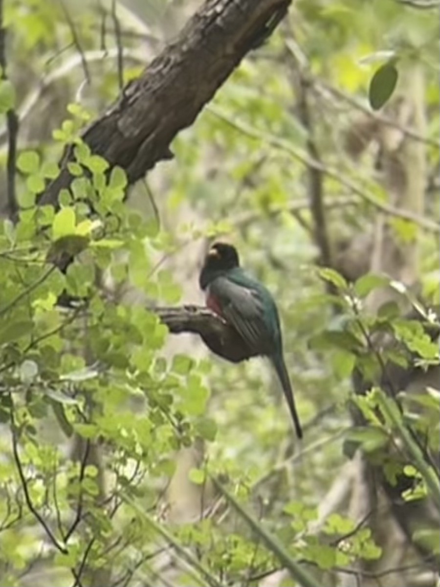 Elegant Trogon (Coppery-tailed) - ML640400035