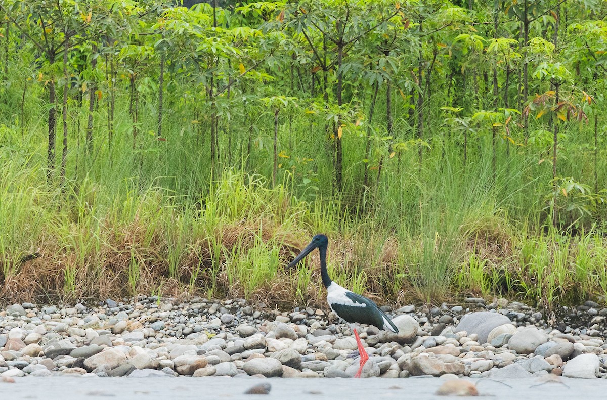 Black-necked Stork - ML640400061