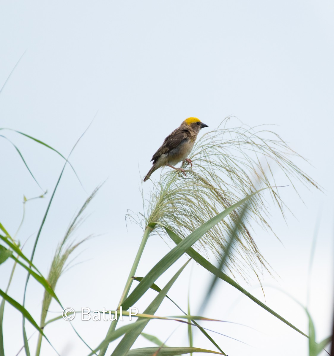 Baya Weaver - ML640400090