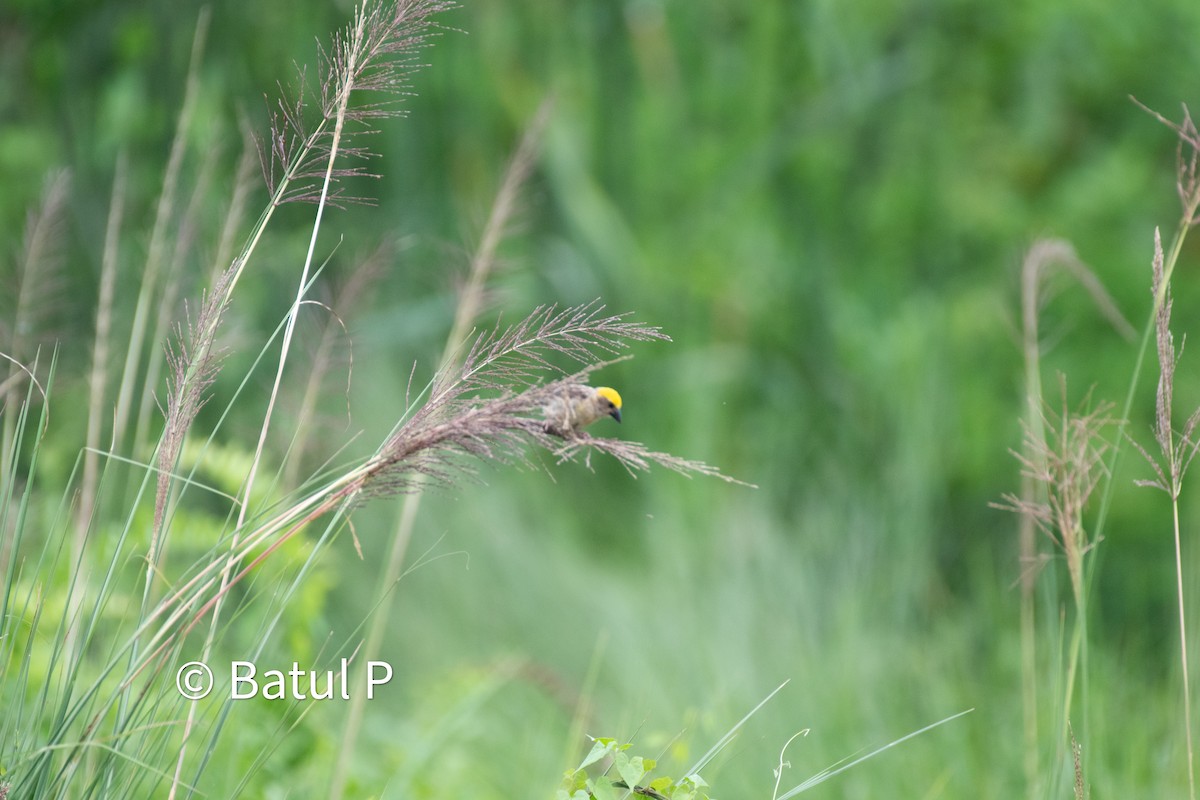 Baya Weaver - ML640400093