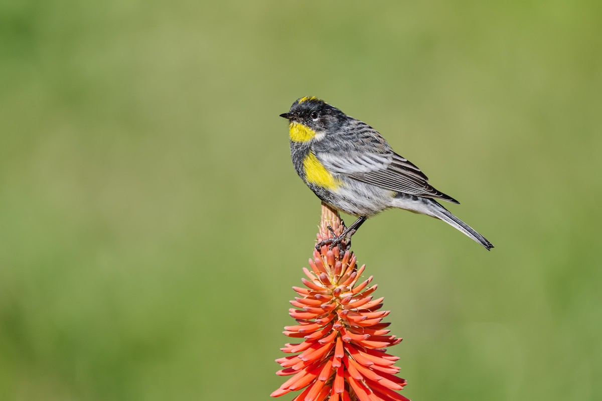 Yellow-rumped Warbler (Goldman's) - ML640400132