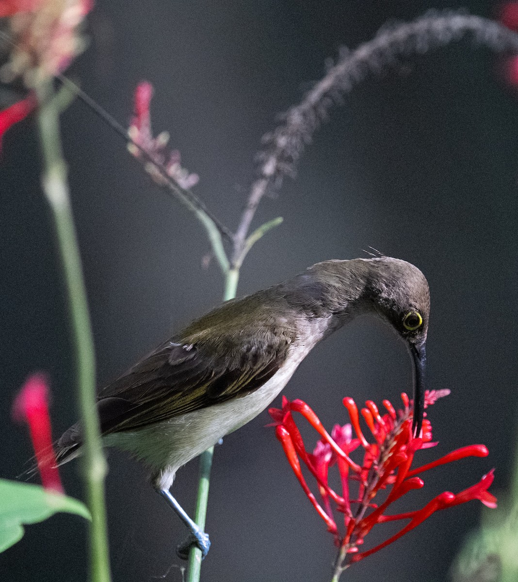 タンショククモアリドリ - ML640400212