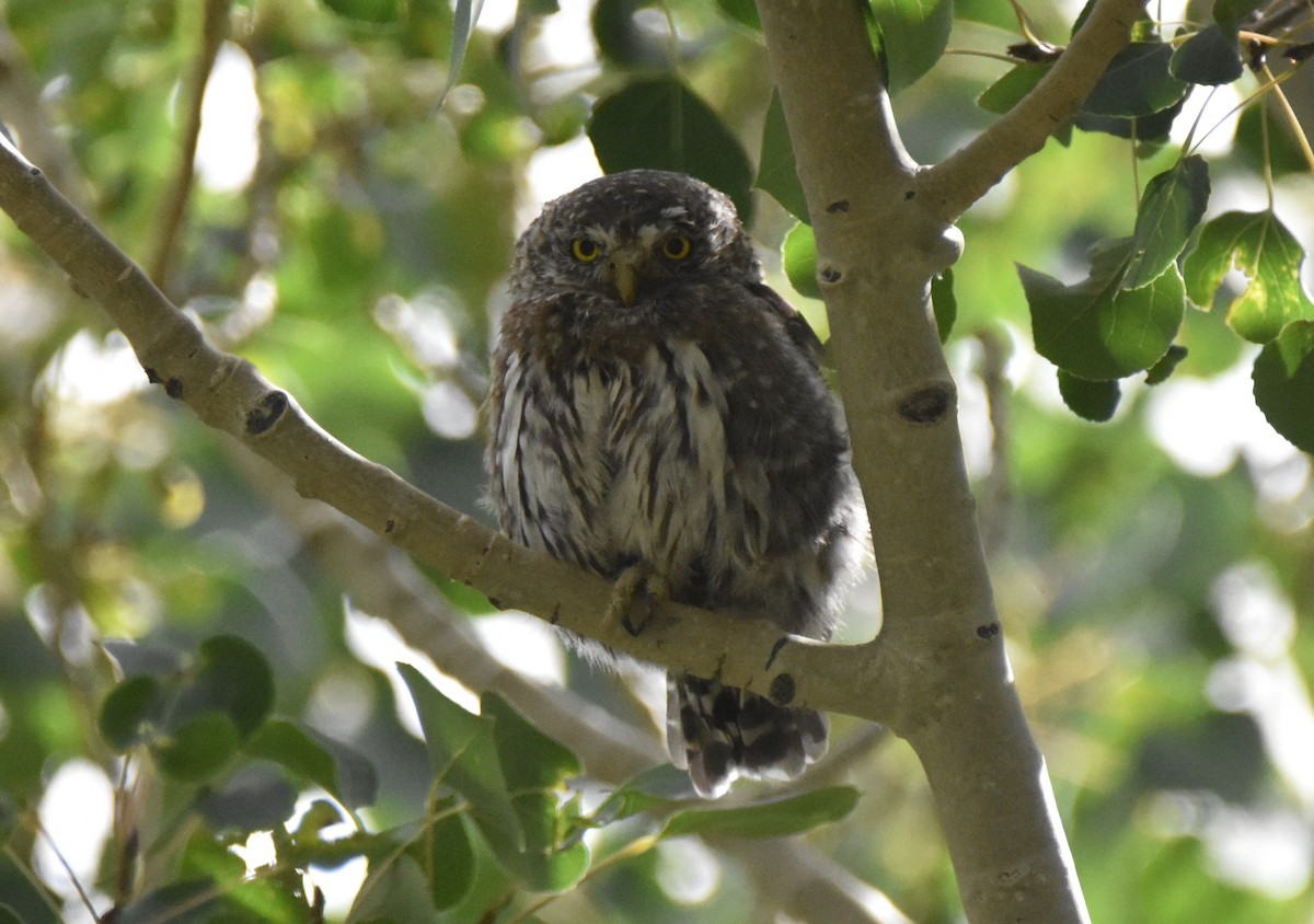 Northern Pygmy-Owl (Rocky Mts.) - ML640400225