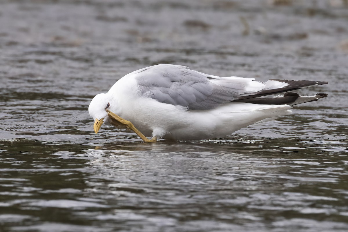 Short-billed Gull - ML640400234