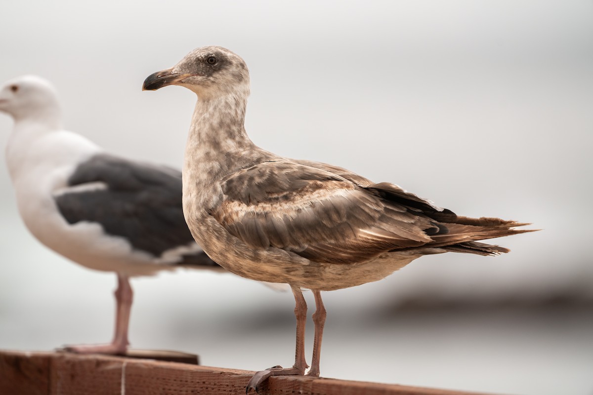 Western Gull - ML640400244