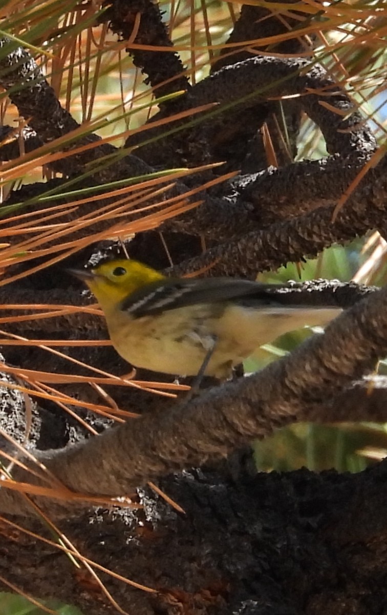 Hermit Warbler - ML640400269