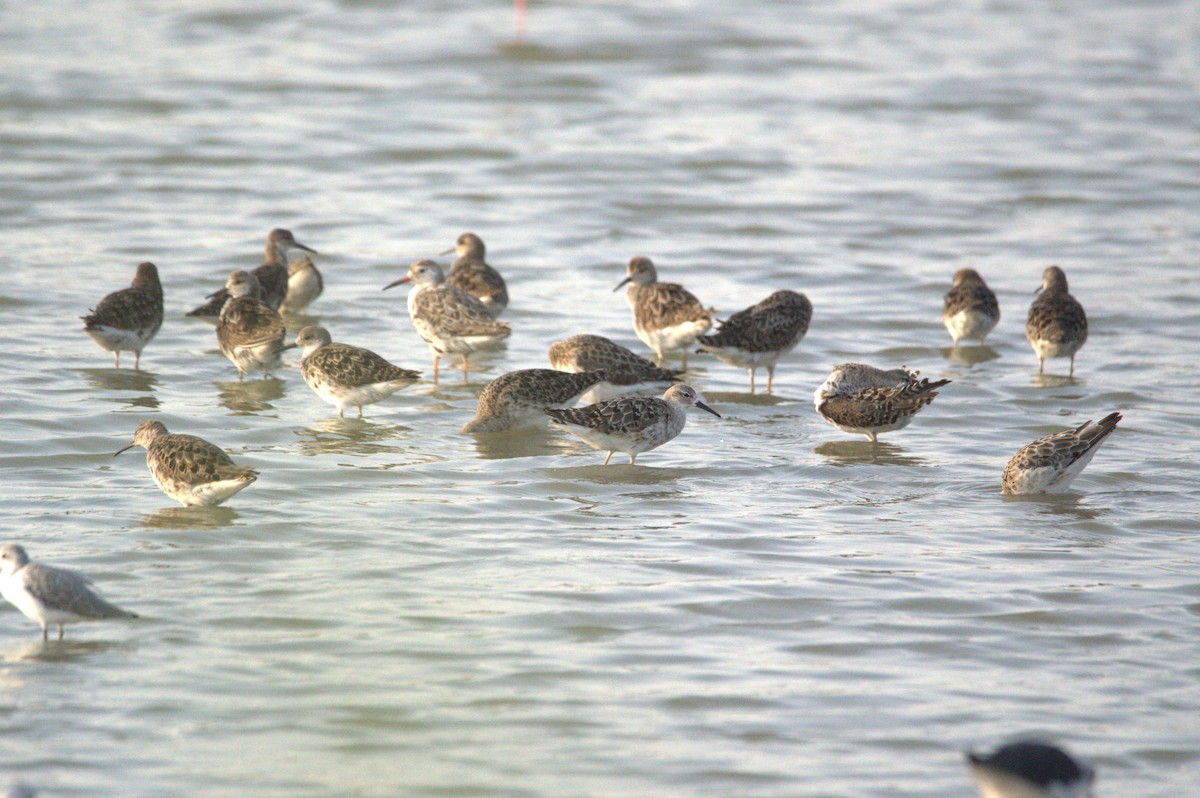 Ruff - ML640400282