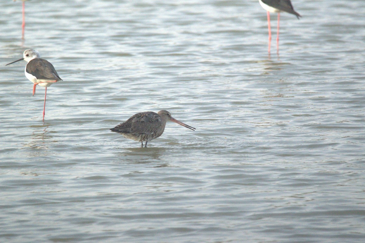Black-tailed Godwit - ML640400296