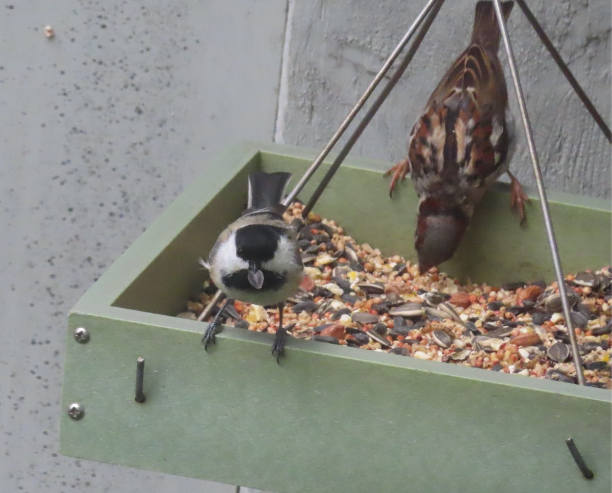 Black-capped Chickadee - ML640400328