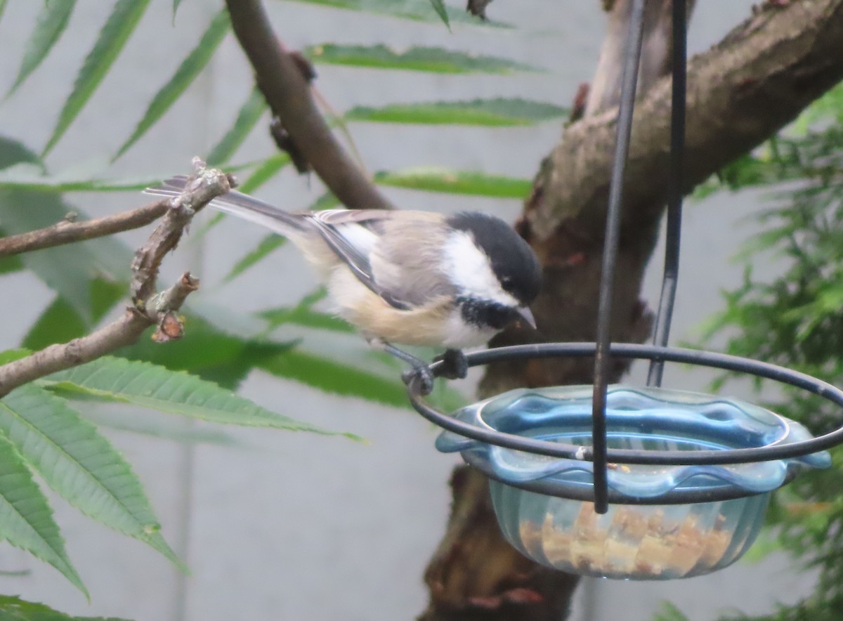 Black-capped Chickadee - ML640400329