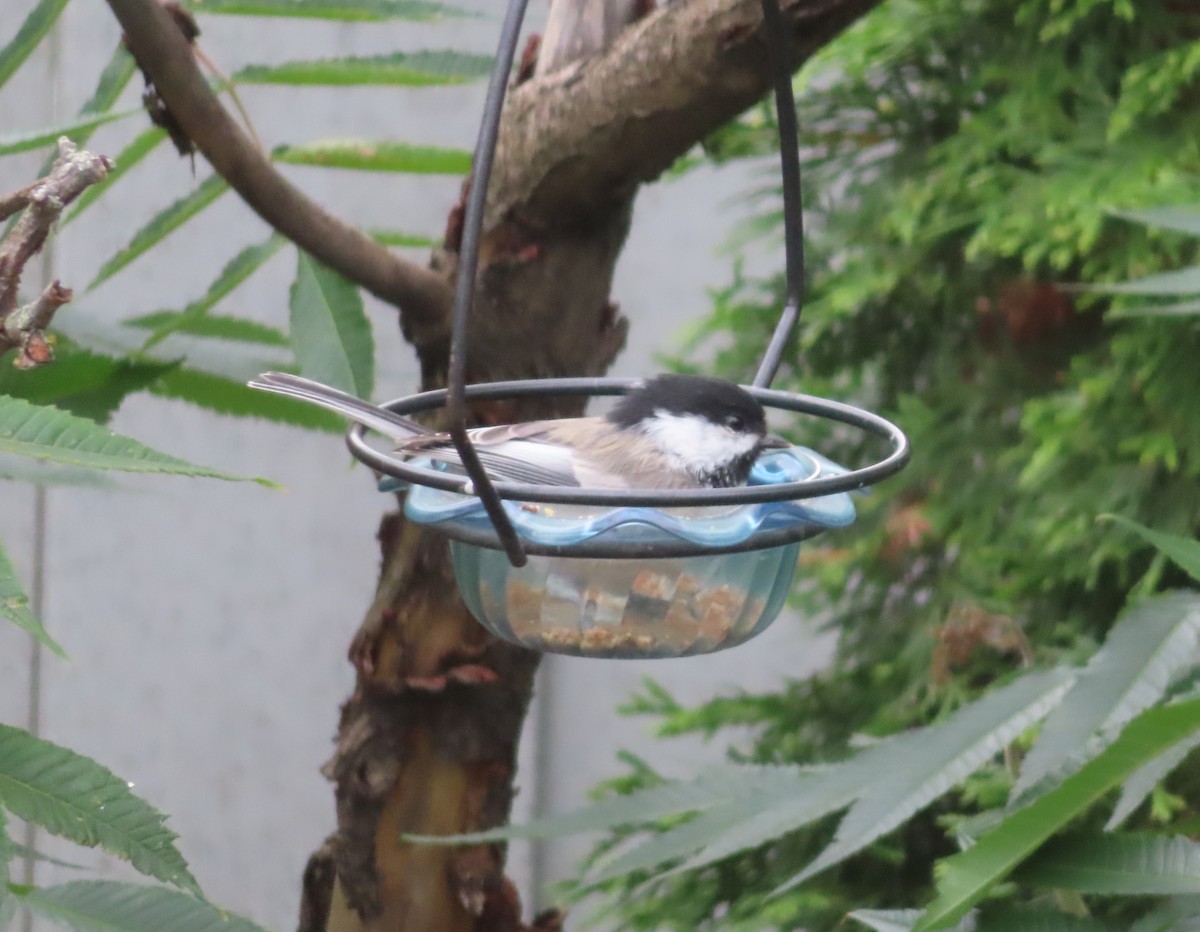 Black-capped Chickadee - ML640400333