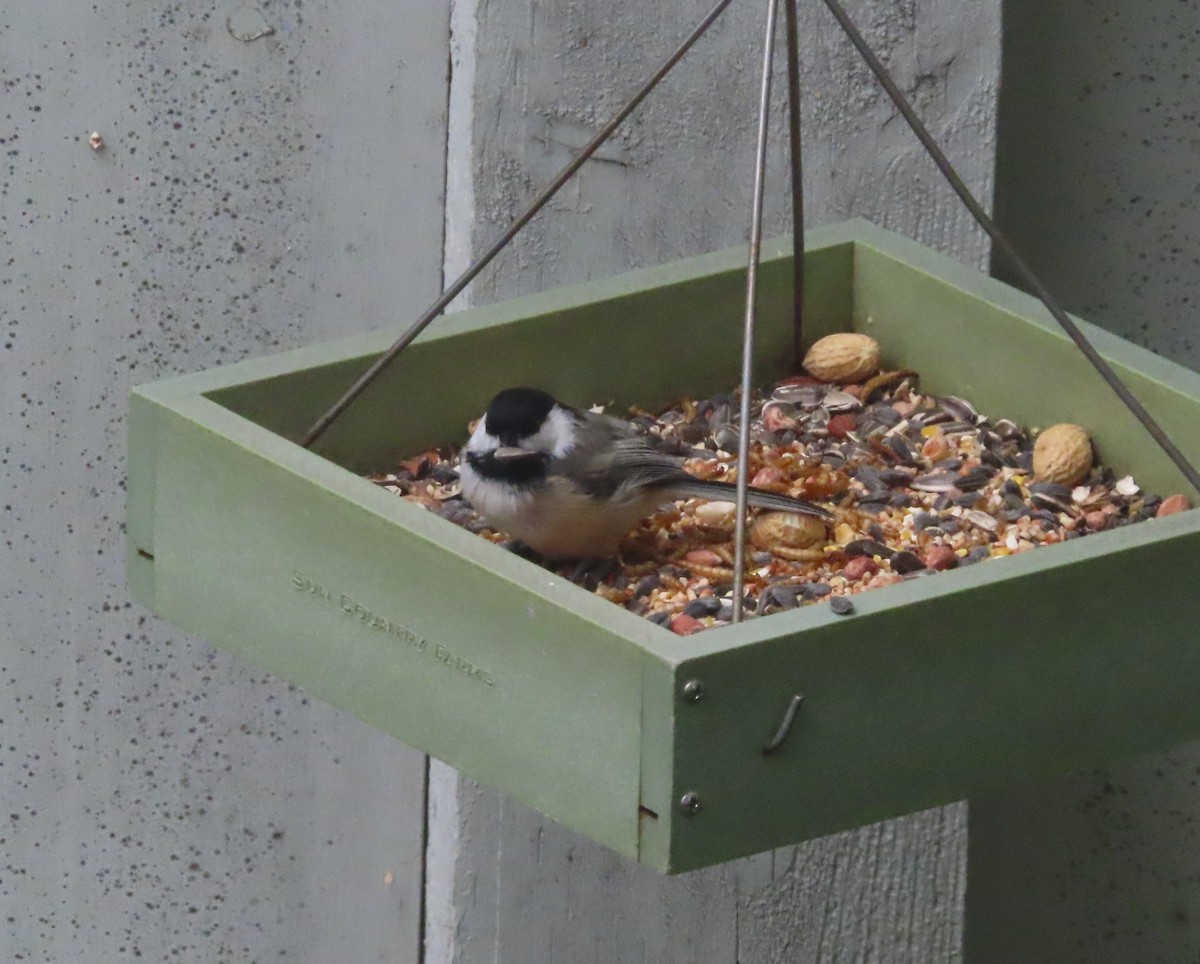 Black-capped Chickadee - ML640400336