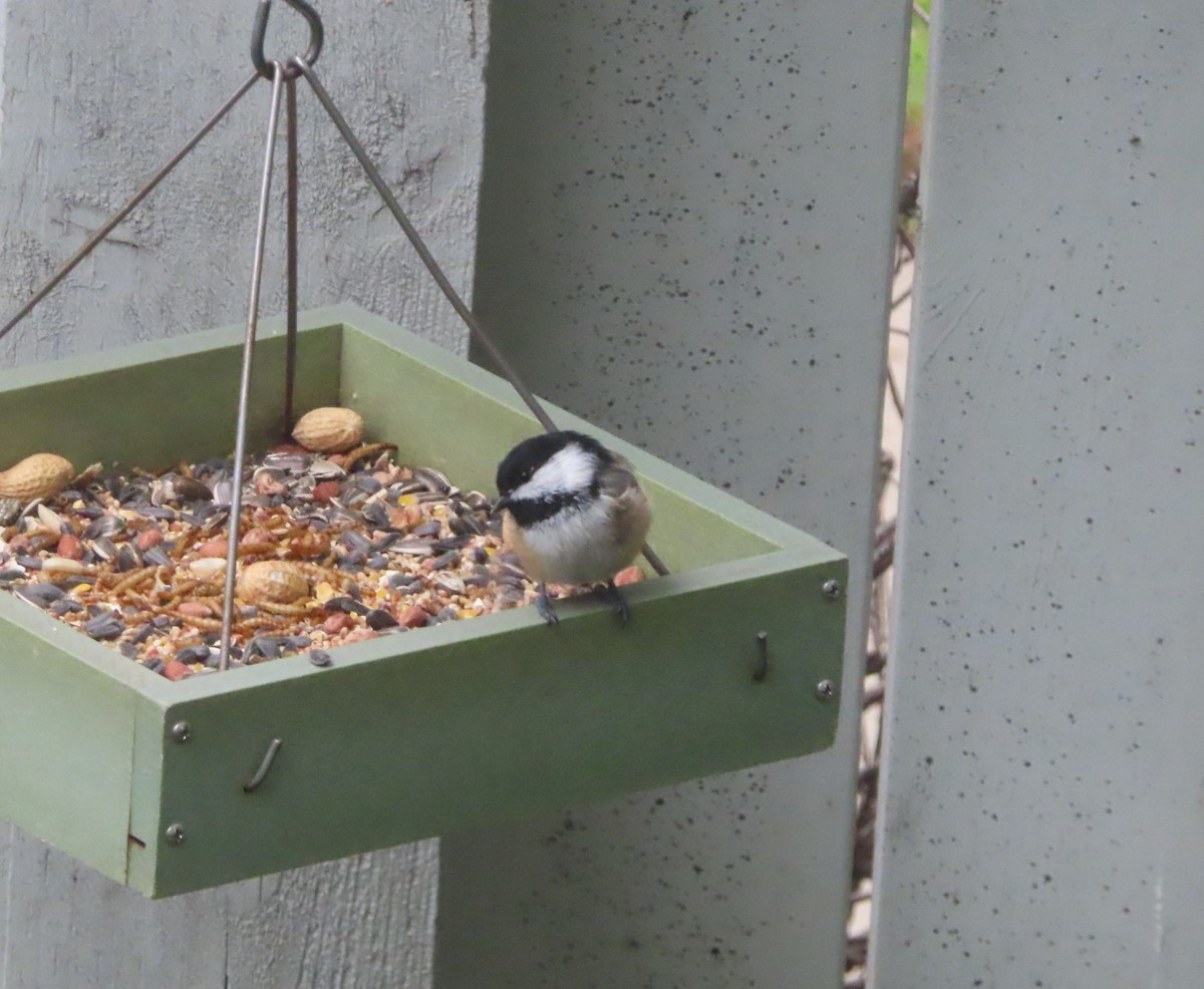 Black-capped Chickadee - ML640400342