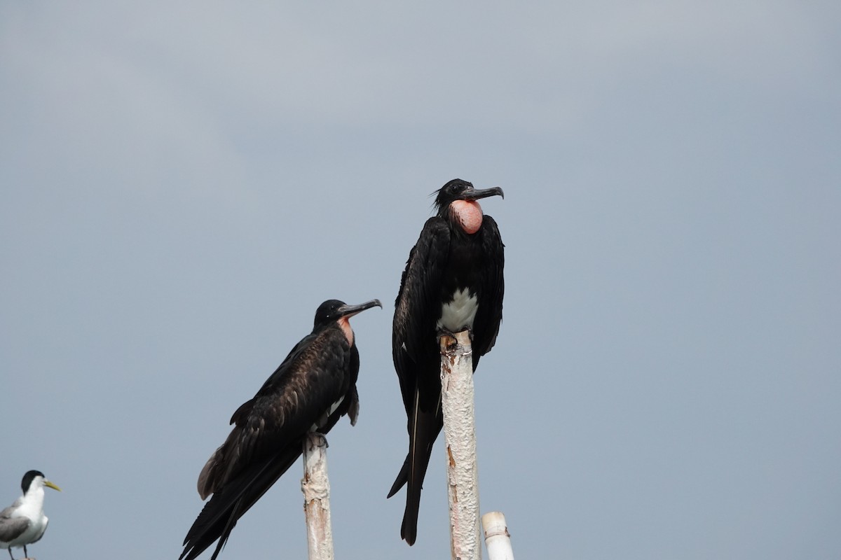Christmas Island Frigatebird - ML640400447