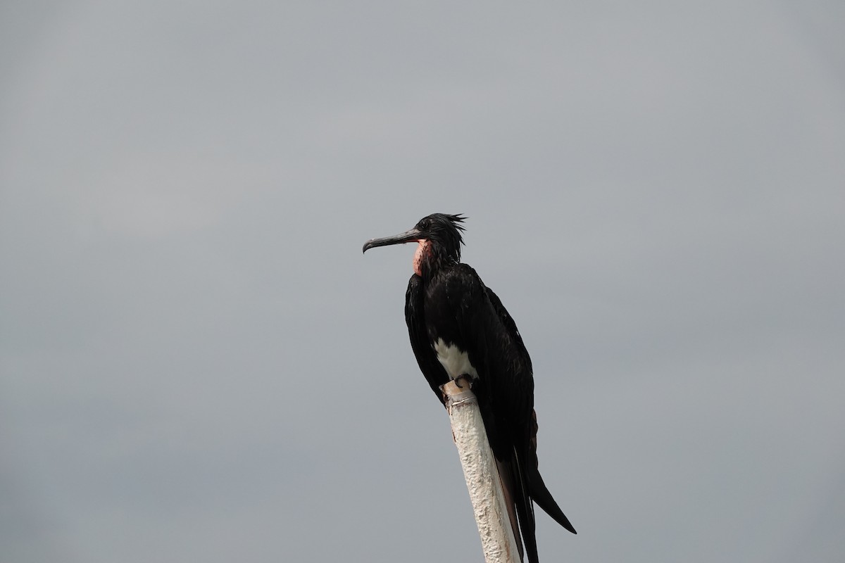 Christmas Island Frigatebird - ML640400448