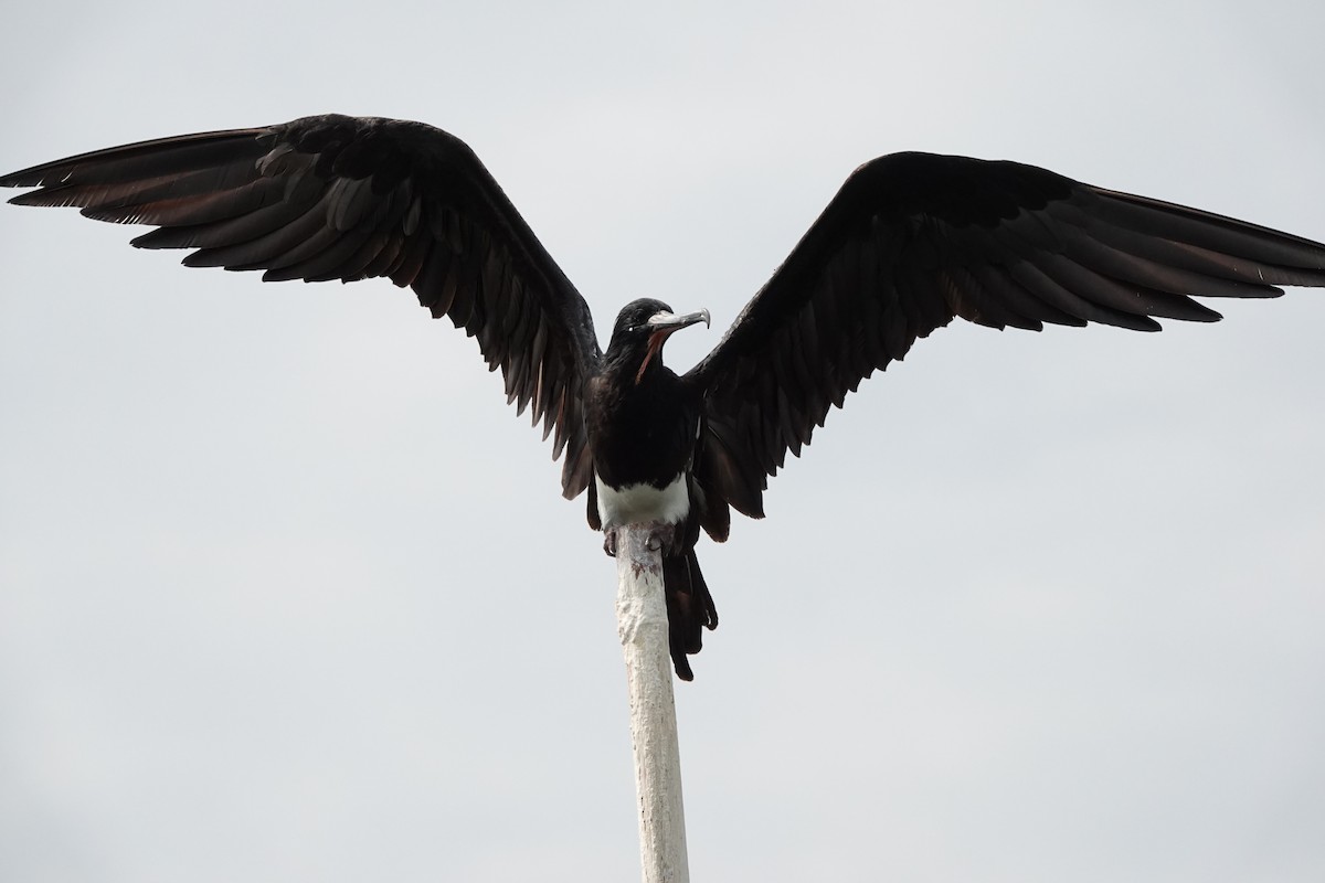 Christmas Island Frigatebird - ML640400454