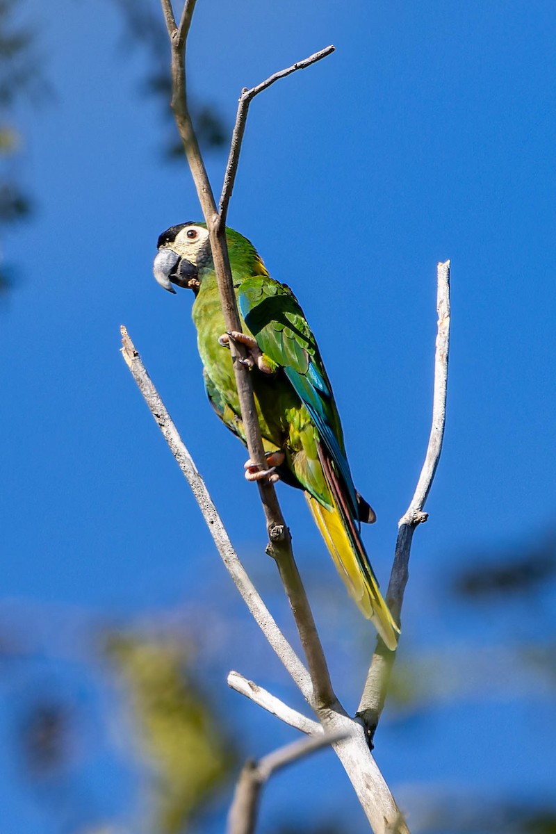 Yellow-collared Macaw - ML640400461