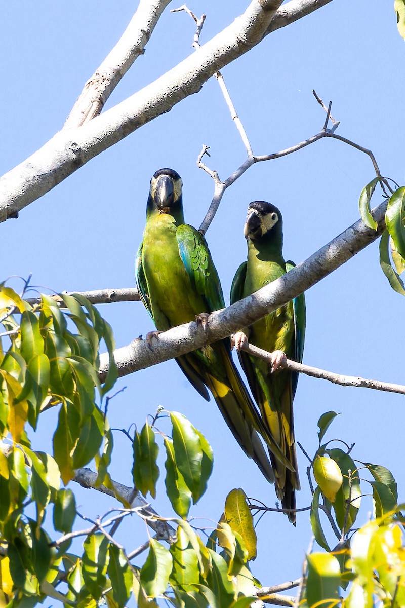 Yellow-collared Macaw - ML640400462
