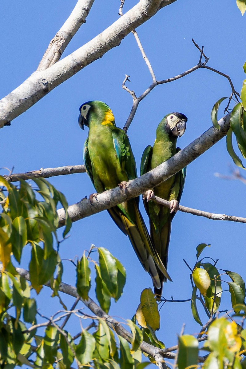 Yellow-collared Macaw - ML640400463
