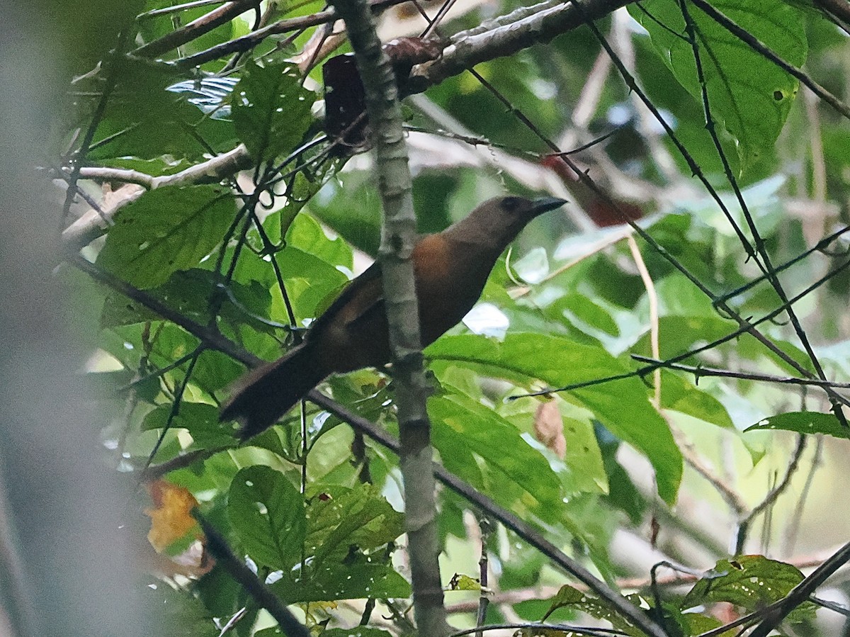 Raja Ampat Pitohui - ML640400498
