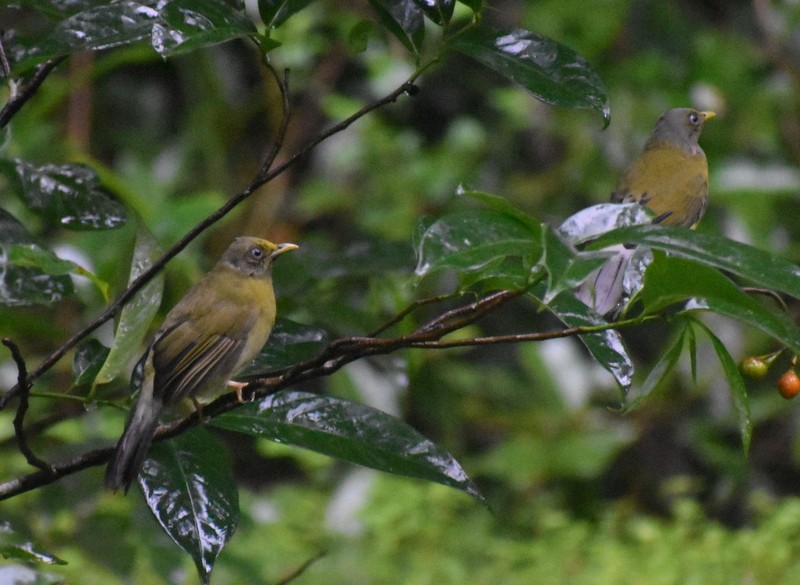 Gray-headed Bulbul - ML640400553