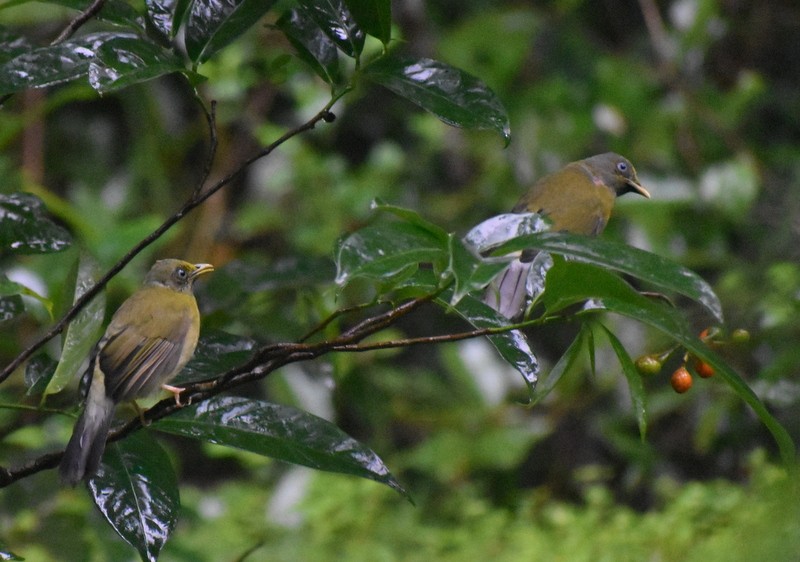 Gray-headed Bulbul - ML640400555