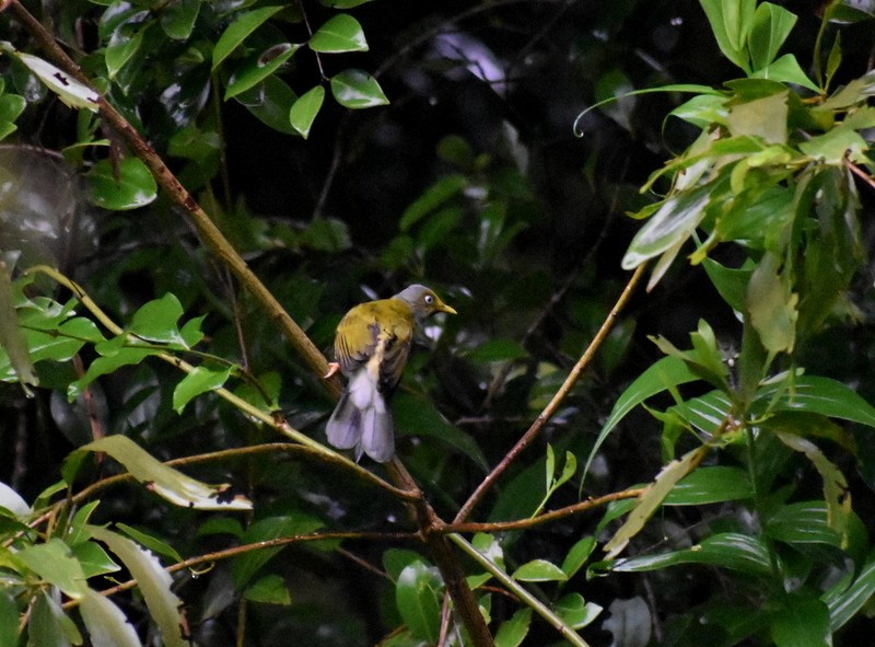 Gray-headed Bulbul - ML640400556