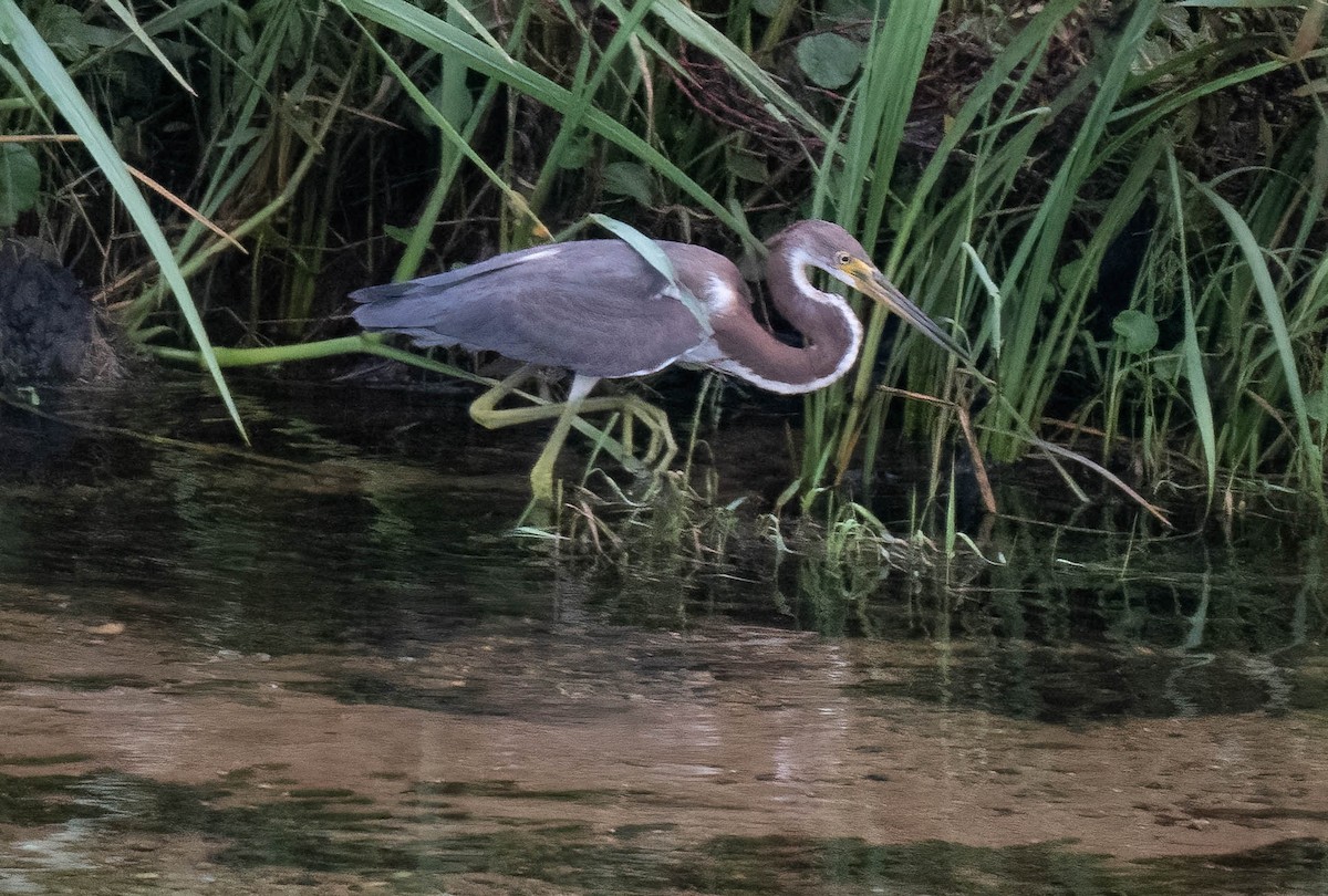 Tricolored Heron - ML640400584