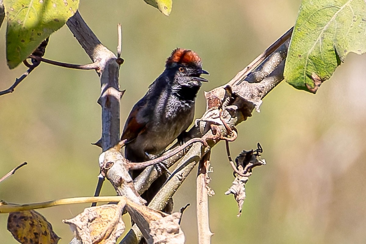 Cinereous-breasted Spinetail - ML640400625