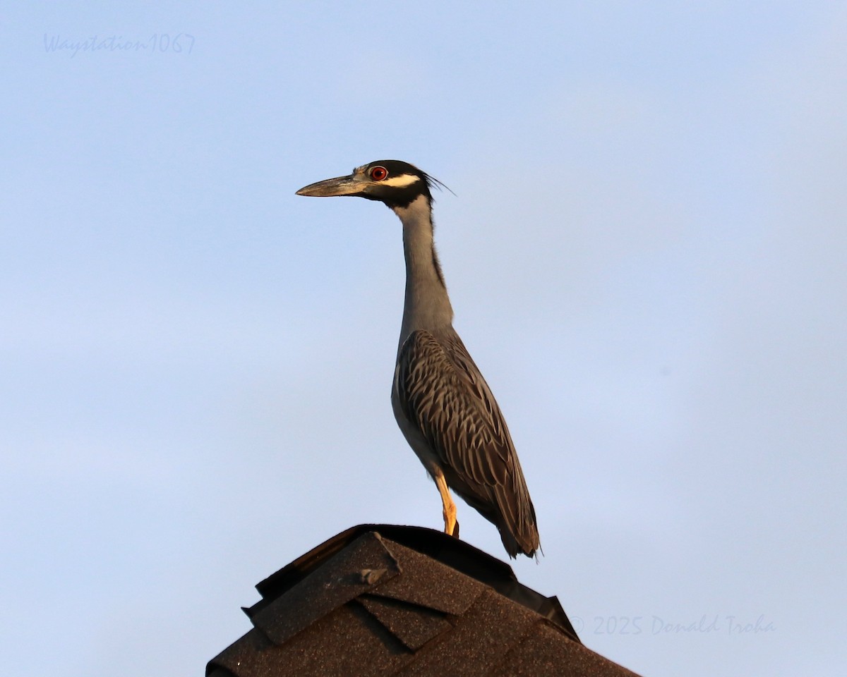 Yellow-crowned Night Heron - ML640400629