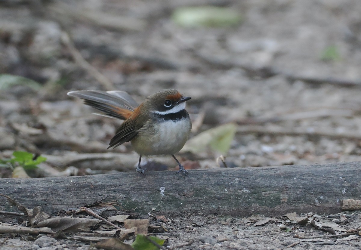Supertramp Fantail (Lesser Sundas) - ML640400631