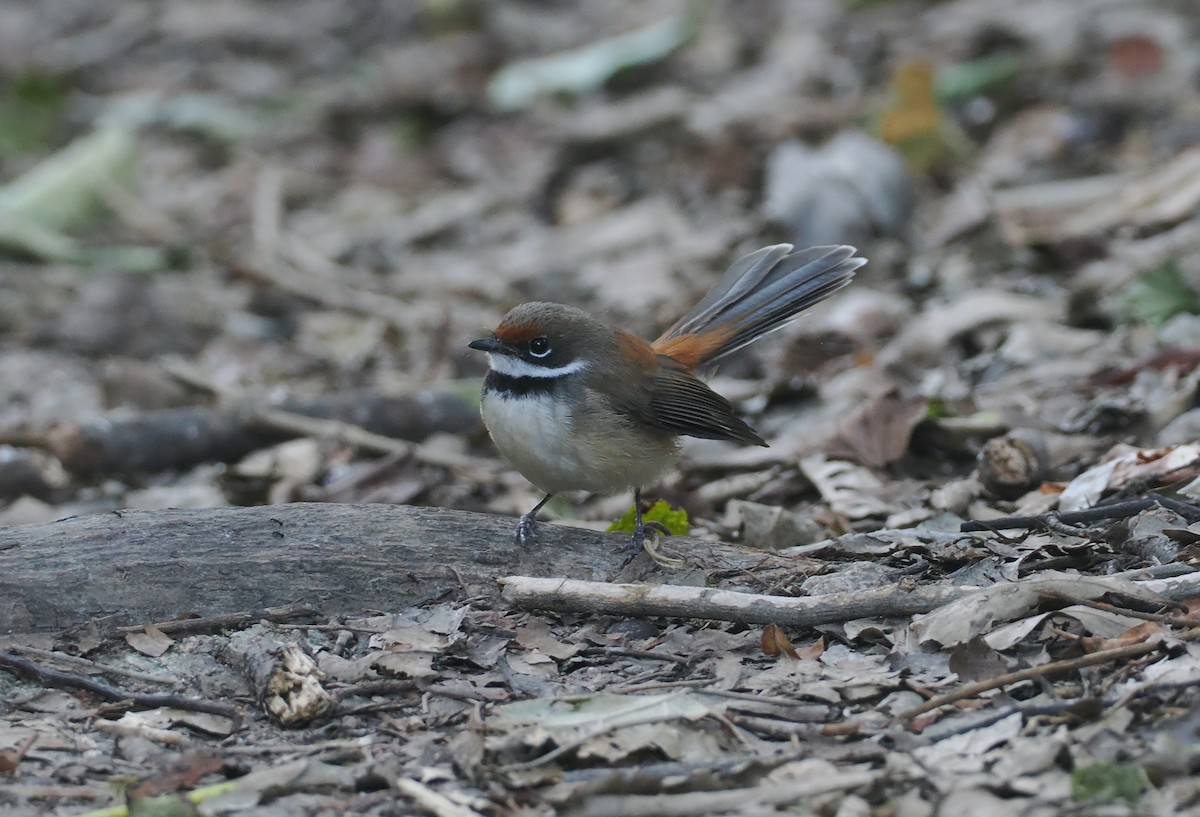 Supertramp Fantail (Lesser Sundas) - ML640400636