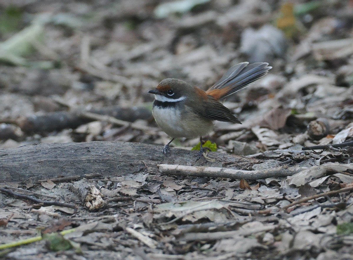 Supertramp Fantail (Lesser Sundas) - ML640400640